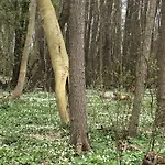 Auf Ruegen Mit Boddenblick *