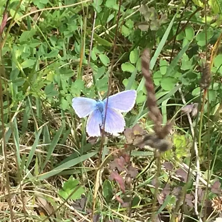 Auf Ruegen Mit Boddenblick Appartement *