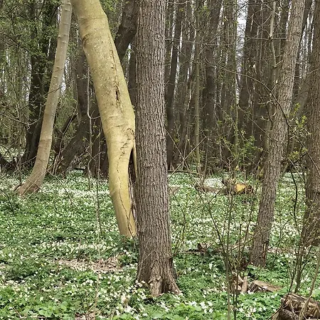 Auf Rügen Mit Boddenblick *
