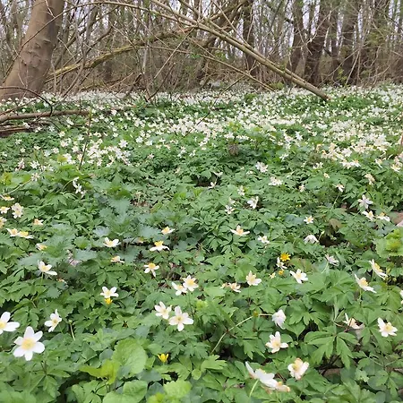 Auf Ruegen Mit Boddenblick Appartement Groß Zicker