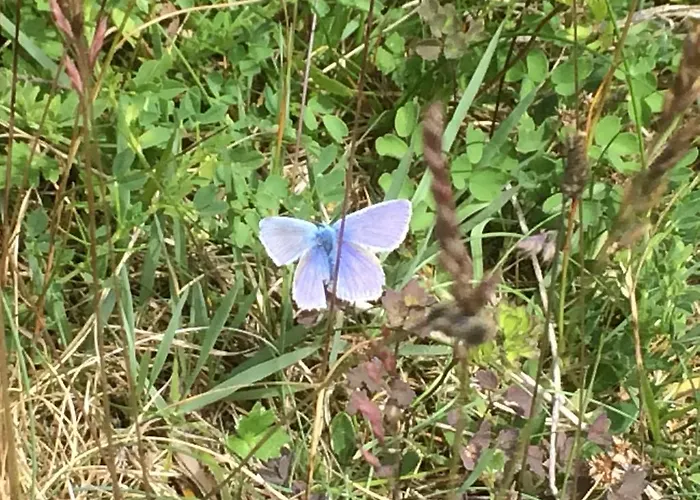 Auf Ruegen Mit Boddenblick Appartamento *