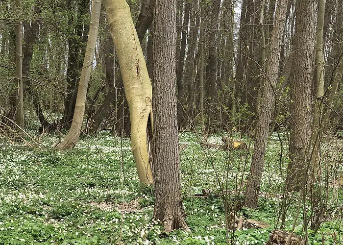 Auf Ruegen Mit Boddenblick *