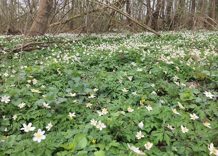 Auf Ruegen Mit Boddenblick Appartamento Groß Zicker